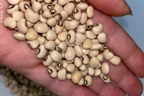 Prefeitura realiza entrega de sementes de feijão para incentivar o plantio em Fortaleza de Minas